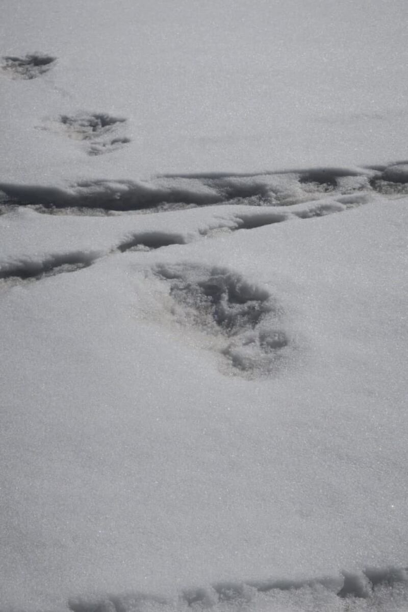 Le orme dello Yeti 3
