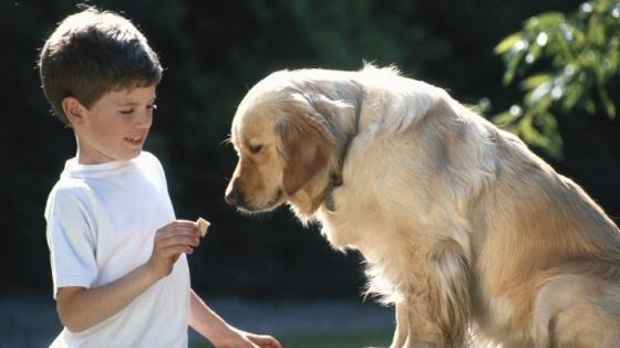 In arrivo dagli Usa un farmaco per aumentare l'aspettativa di vita dei cani