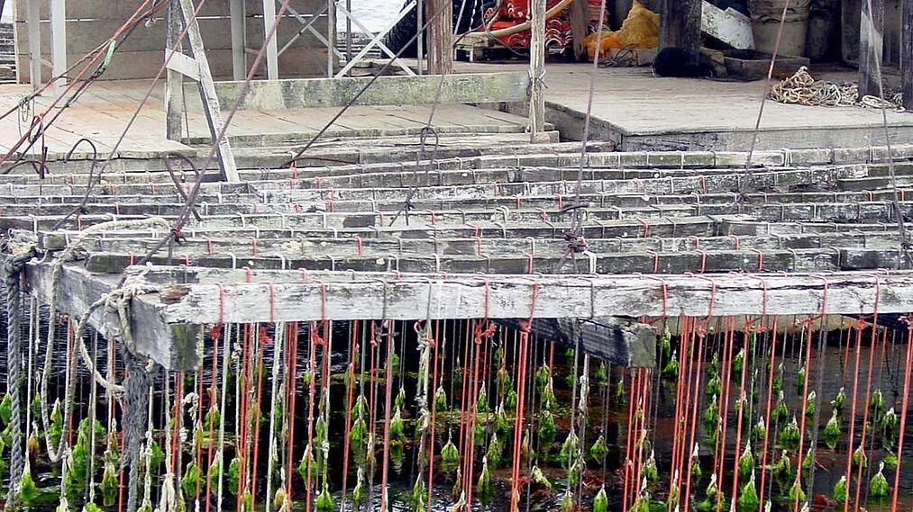 L'ultima crociata vip: "Le ostriche a km zero rovinano le coste"