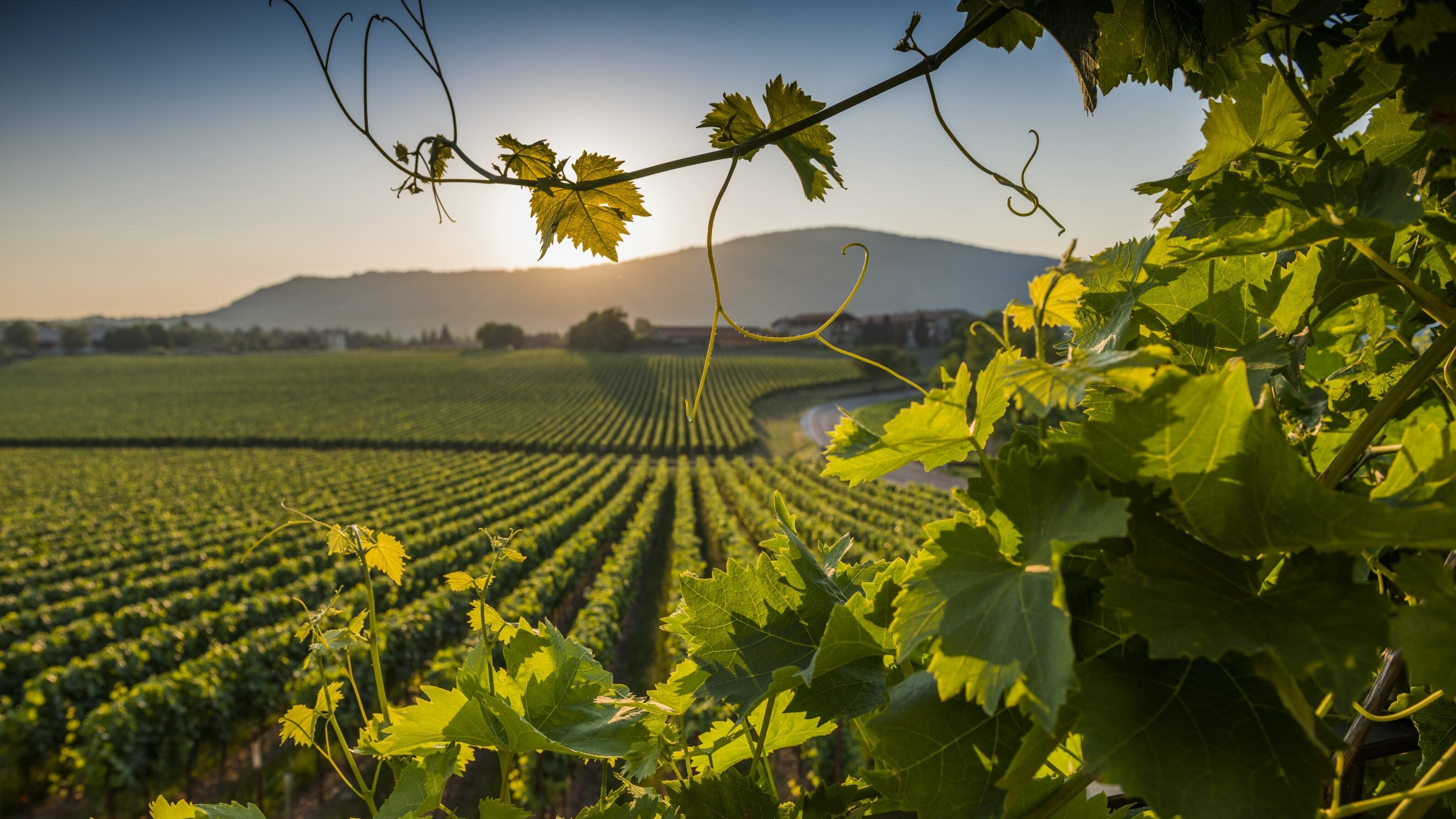 La Franciacorta brinda alle feste con un boom di vendite e di prestigio
