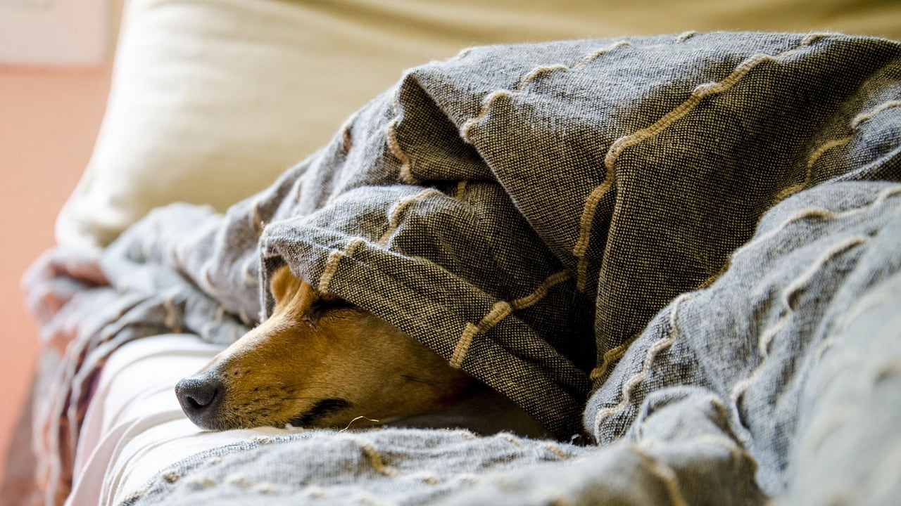 Botti di capodanno, pericolosissimi per gli animali ma anche per gli umani. Ecco perché