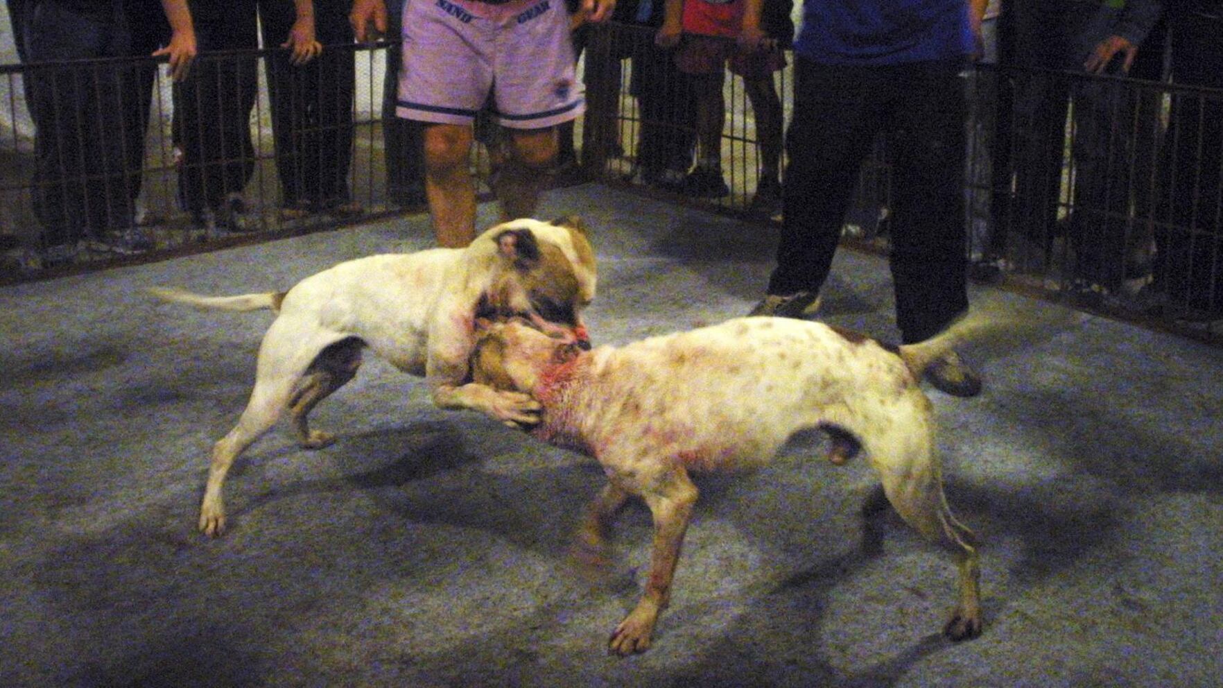 Cani, un satellite anti-combattimenti