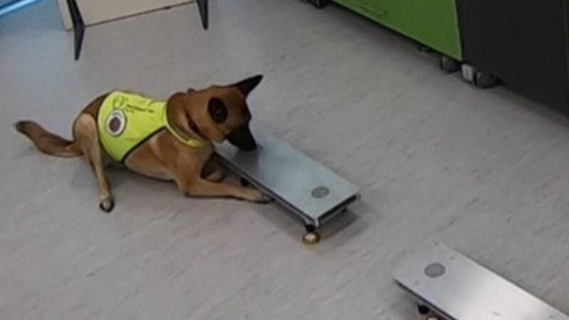 Cani addestrati riconoscono i positivi al virus meglio dei test