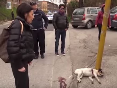 Choc ad Avellino, un altro cane ucciso da “bestie umane”