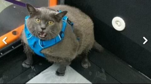 Cinder, il gatto obeso che ha conquistato il web