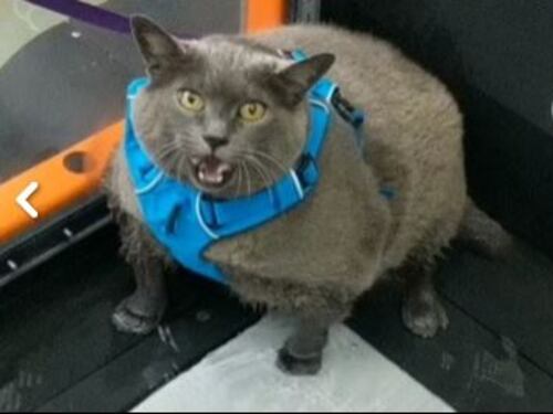 Cinder, il gatto obeso che ha conquistato il web