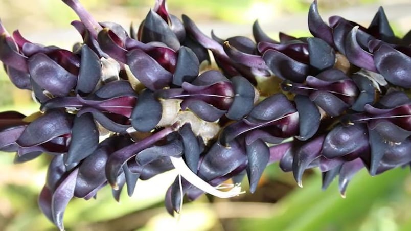Un legume può aiutare i malati di parkinson