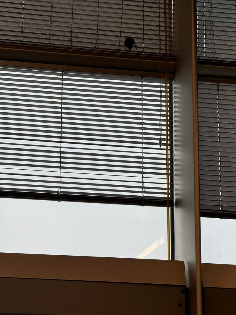 Pipistrello nella sala lounge dell'aeroporto 3