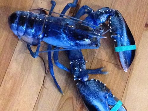 Pescato a Scarborough, nel Maine, un rarissimo esemplare di astice blu