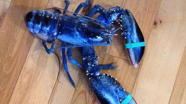 Pescato a Scarborough, nel Maine, un rarissimo esemplare di astice blu