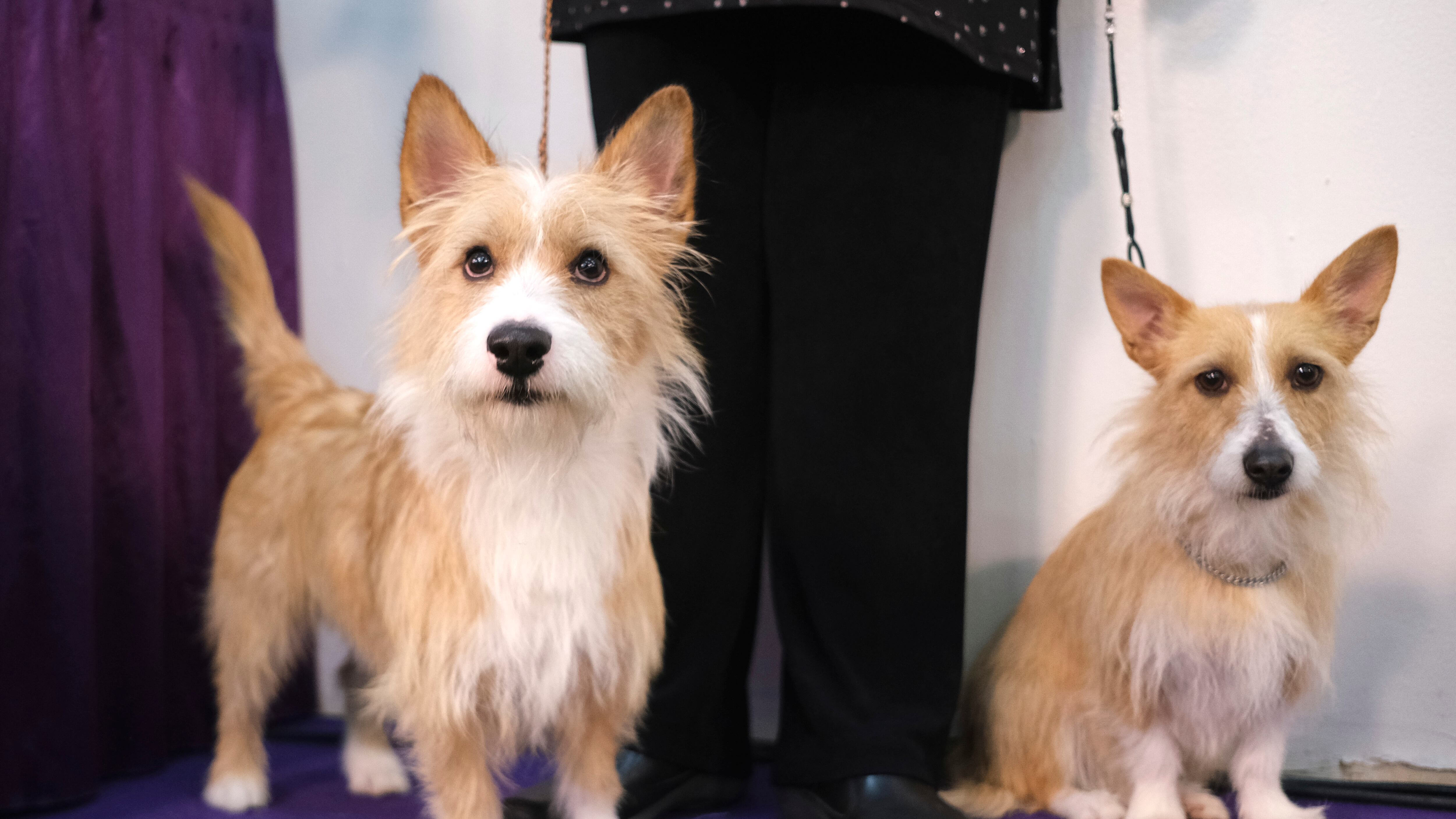 Il cane non è solo amico dell'uomo ma può riabilitarlo