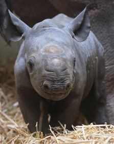 È nato un cucciolo di rinoceronte nero 1