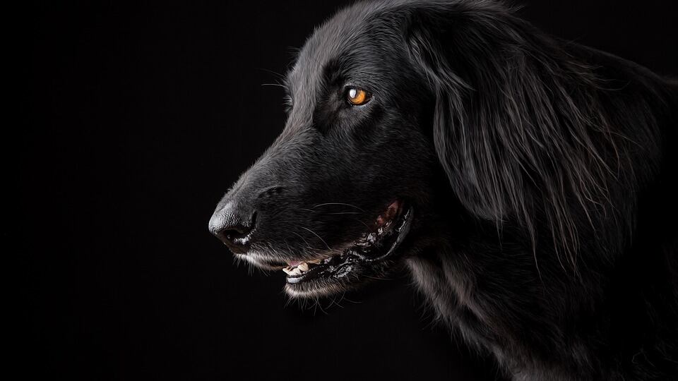 Cane nero? No grazie, è cattivo e porta sfortuna
