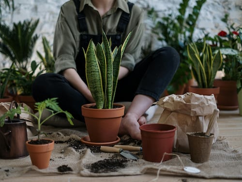 Cinque piante curative da tenere in casa e i loro benefici