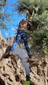 Lecce, le immagini dell'ulivo dopo l'innesto 1