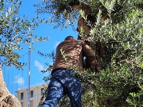 Lecce, le immagini dell'ulivo dopo l'innesto