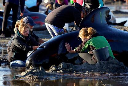 Decine di balene spiaggiate. Ora si rischia la strage 9