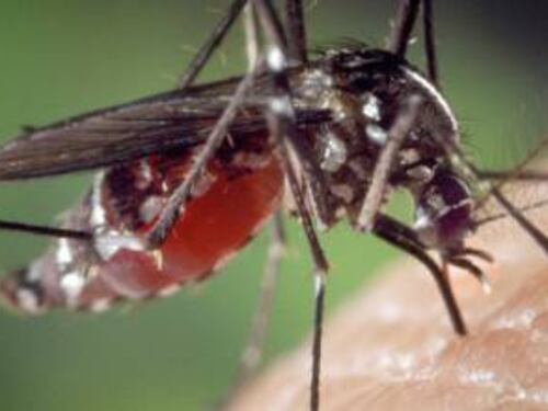 Febbre del Nilo, triplicati i casi: a Nuoro zanzare positive al virus