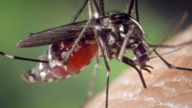 Febbre del Nilo, triplicati i casi: a Nuoro zanzare positive al virus