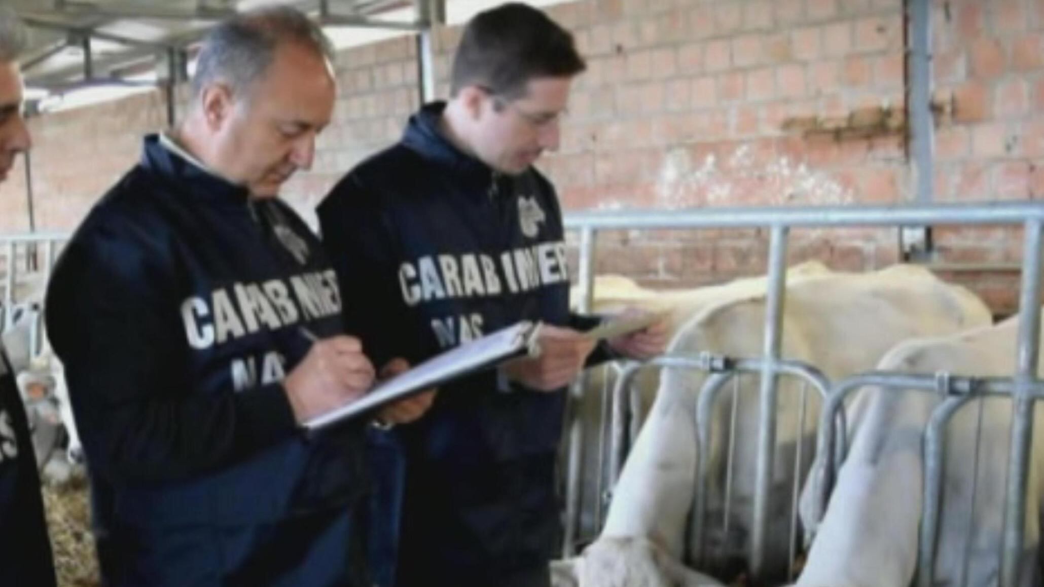 Così la bistecca infetta diventava «carne pregiata»