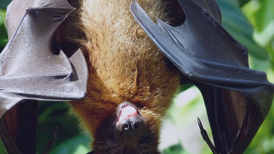 A casa come in un film di Hitchcock: 50 pipistrelli in camera da letto