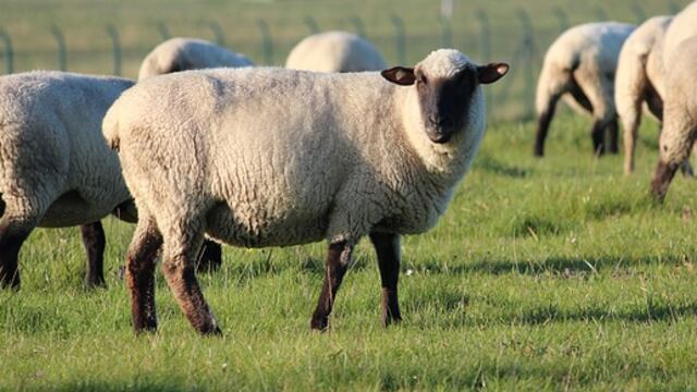 Rubano gregge a pastori: famiglia resta senza soldi per curare il figlio malato