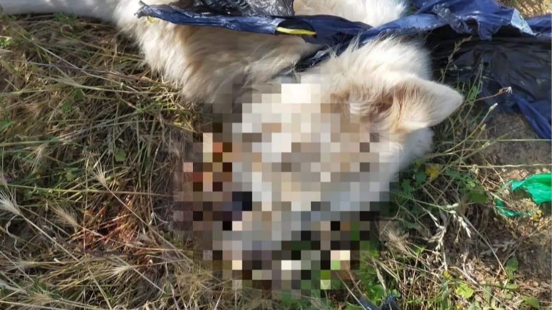 L'orrore su un cucciolo di pastore maremmano: picchiato e soffocato con una busta