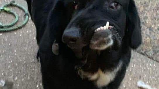 Bethany, la cagnolina col muso deformato in cerca di una famiglia