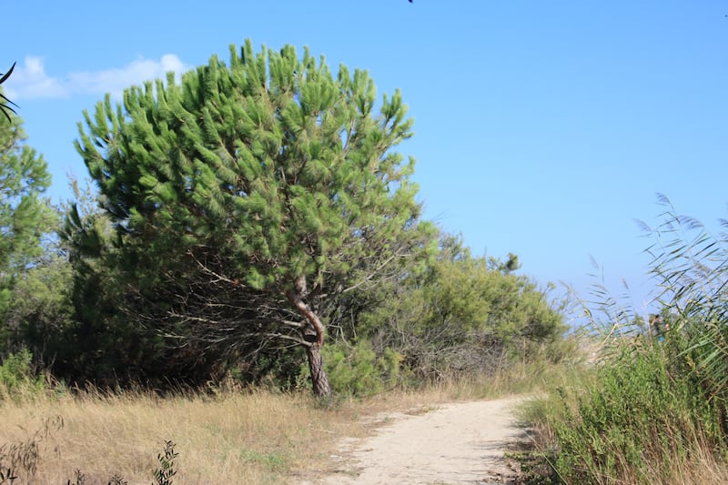 Alberi Calabria