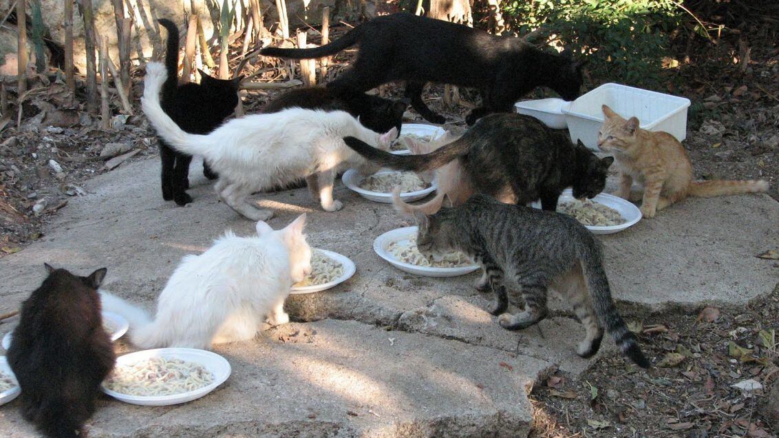 A Washington arriva il censimento felino I gatti saranno spiati dal «Grande Fratello»