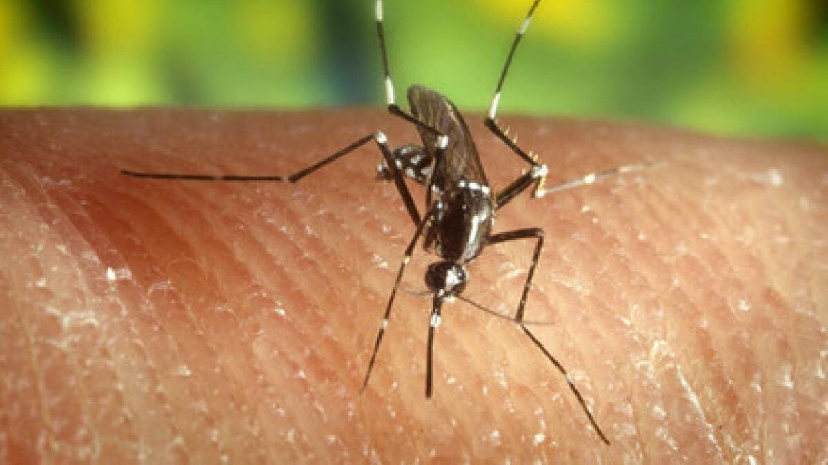 Nuovo caso di virus Chikungunya: cosa sappiamo dell'infezione