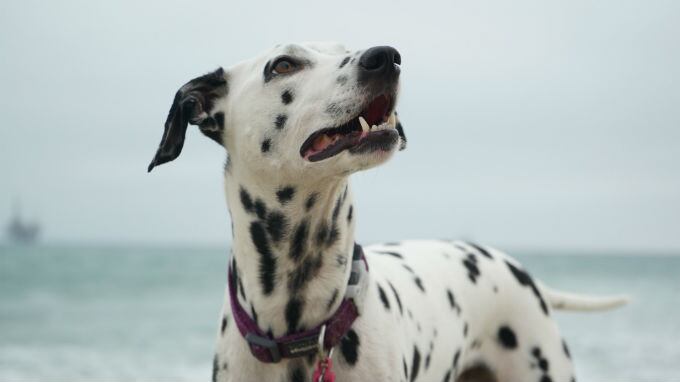 "Cani in casa di riposo con gli anziani"
