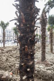 Piazza Duomo, incendiata una delle palme  7