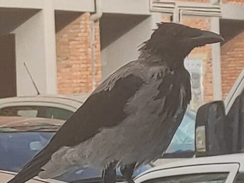Casal Bernocchi: cornacchie aggressive attaccano gli abitanti del quartiere