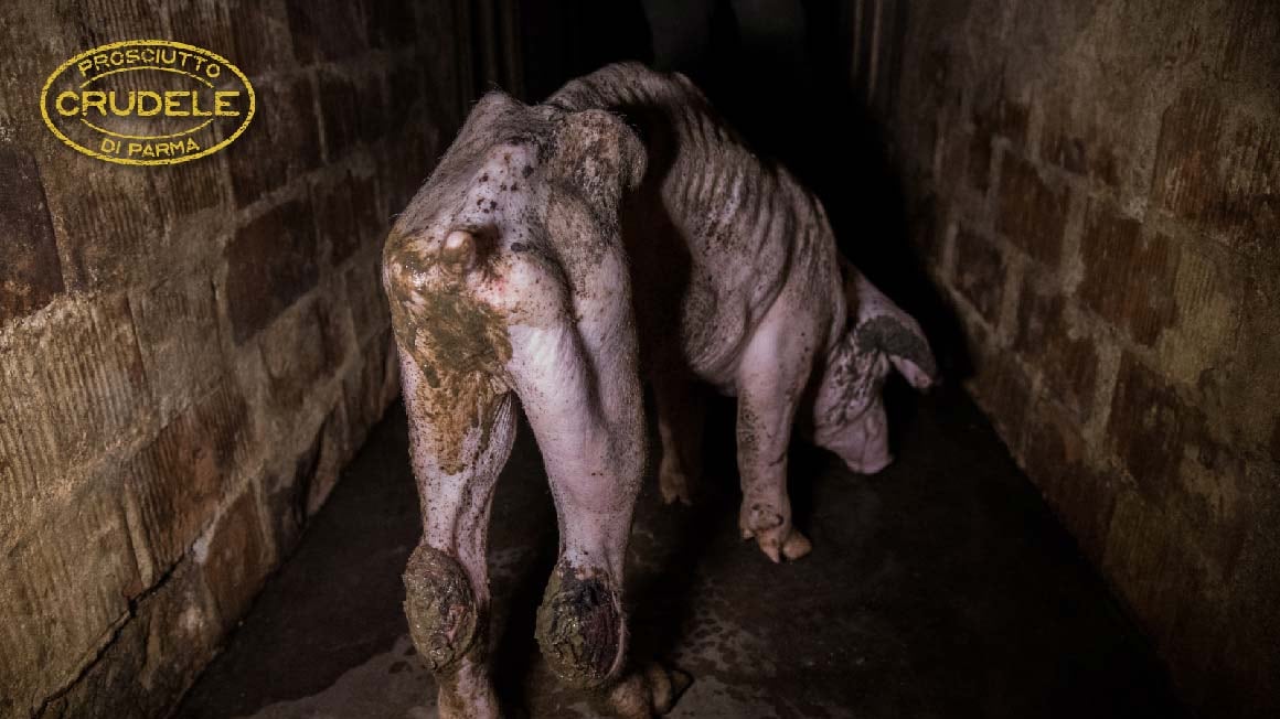Polemica sul prosciutto di Parma: "Maiali ammassati e maltrattati"