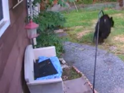 New Jersey, il cane mette in fuga l'orso entrato in giardino