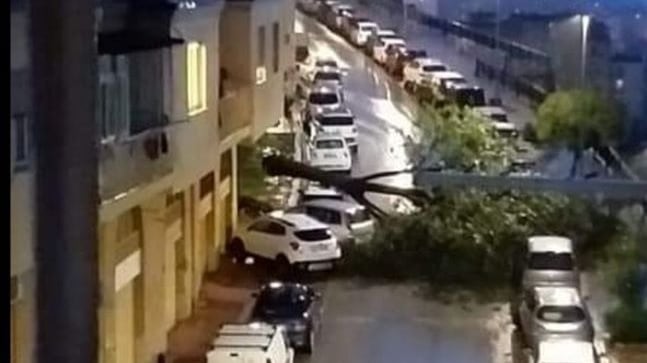 Maltempo, un albero si abbatte tra le macchine ad Agrigento