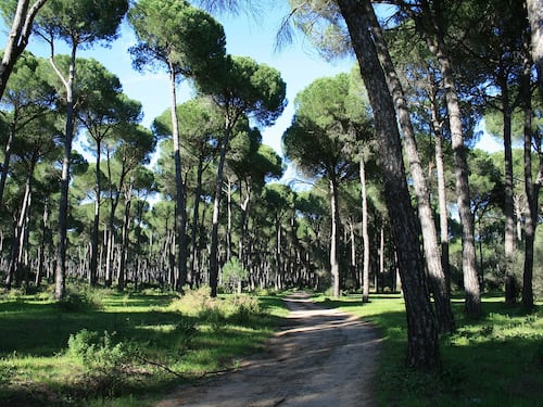Ostia, politico sorpreso in pineta in atteggiamenti intimi con una donna: scoppia la polemica