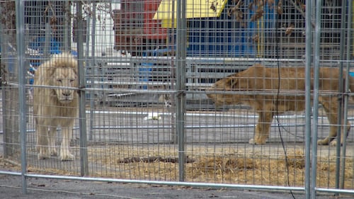 Gli animali del circo "parcheggiati" sull'asfalto 5