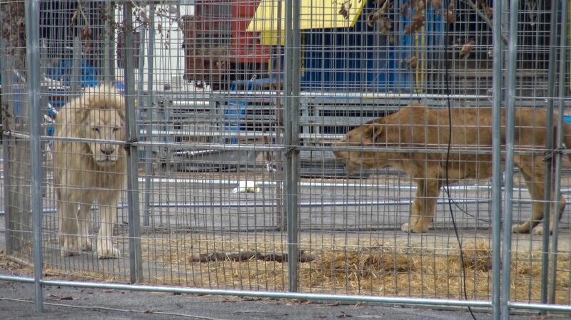 Gli animali del circo "parcheggiati" sull'asfalto 5