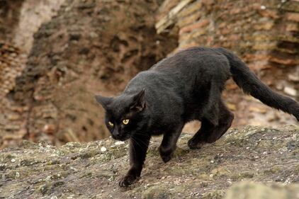 Gatto nero, foto 38