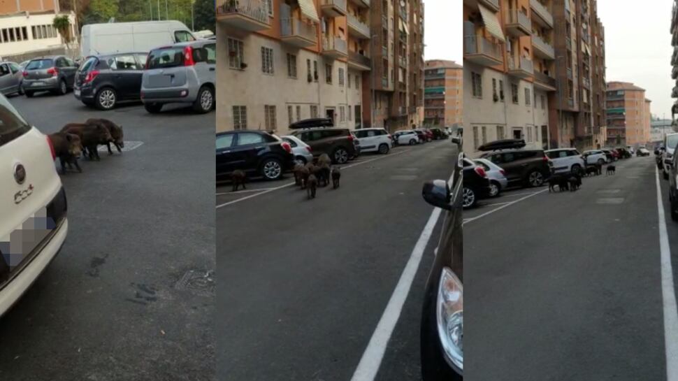 Più cinghiali che turisti: ecco la Roma della Raggi