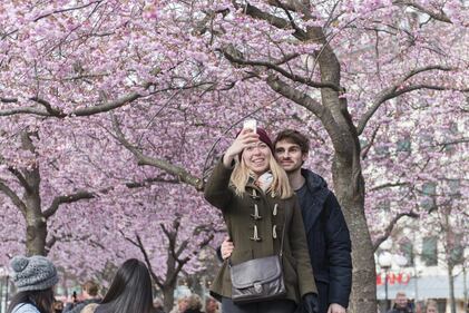 Gli alberi di ciliegio in fiore al Giardino del re a Stoccolma 3