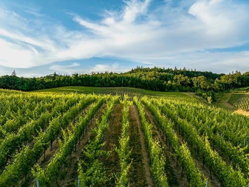 Marchio Biologico Italiano, Consorzi Agrari d’Italia: un riconoscimento al lavoro delle nostre imprese