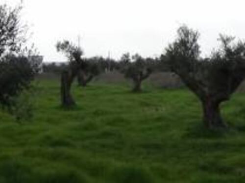 Ecco perché Puglia non deve morire: il dramma della Xylella