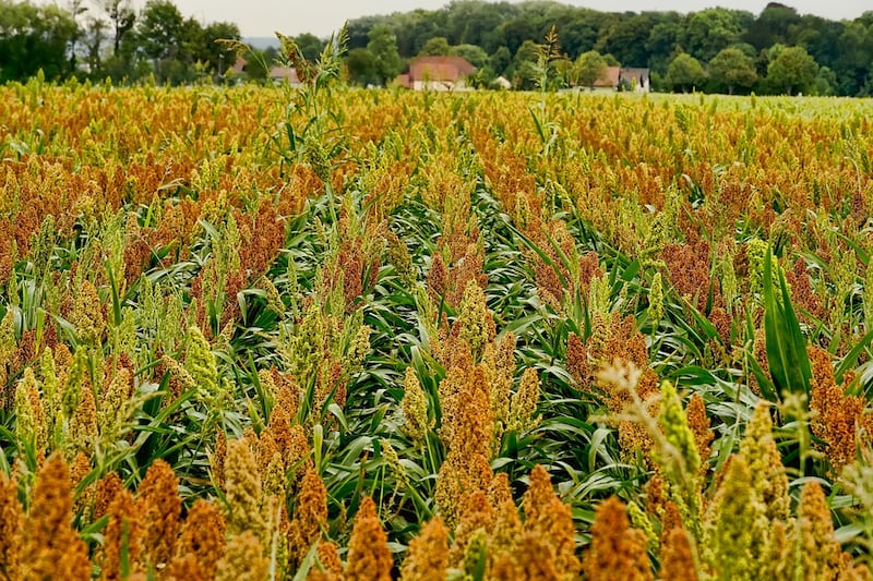 coltivazione sorgo