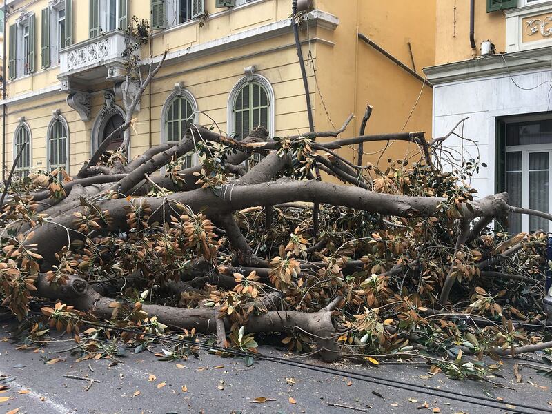 Crolla albero su Aurelia a Sanremo 4