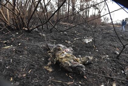 Incendi in Bolivia, le immagini della devastazione 3