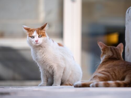 Stangata sulla lettiera per gatti, l’Iva è al 22%
