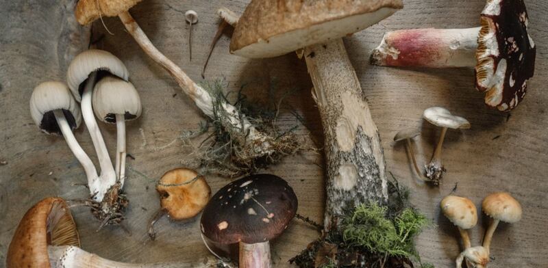 Funghi